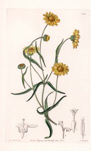 Queen Daisy of California - Graverad av S.Watts, från en illustration av Sarah Anne Drake (1803-1857), från Botanical Register of Sydenham Edwards (1768-1819), England av Sydenham Teast Edwards