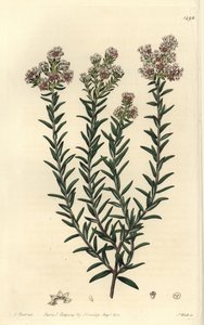 Röd soulangia, Soulangia rubra. Handfärgad kopparstick av S. Watts efter en illustration av J. Hart från Sydenham Edwards