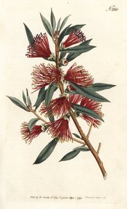Sköljflaska citrin, flaskskölj eller röd stiftplanta - Crimson flaskborste, Callistemon citrinus (Harsh-Lev