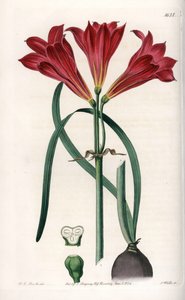 Rodophiale bifide - Graverad tavla av S.Watts, baserad på en illustration av Sarah Anne Drake (1803-1857), från Botanical Register of Sydenham Edwards (1768-1819), England av Sydenham Teast Edwards