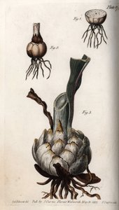 Rot och glödlampa av liljor. Färgad kopparstick, illustration av Sydenham Edwards (1768-1819) för Conferences of Botanical, Botanical Garden of Lambeth (England) av Sydenham Teast Edwards