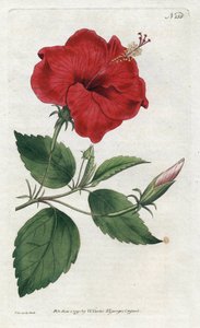 Rose de Chine - Litografi av Sydenham Edwards (1768-1819), plåt från William Curtis