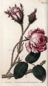 Ros, rosenblomma hundra löv. Färgad kopparstick, illustration av Sydenham Edwards (1768-1819) för Conferences of Botanical, Botanical Garden of Lambeth (England) av Sydenham Teast Edwards
