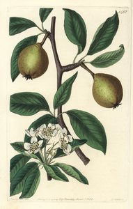 Salviabladspäron - salviabladspäron, Pyrus salviifolia (Pyrus salvifolia). Handkolorerad kopparstick av S. Watts efter en illustration av Sarah Drake från Sydenham Edwards