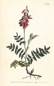 Sainfoin des Alpes - Alpin sainfoin, Hedysarum hedysaroides (Krypande rotad hedysarum obscurum) - Handkolorerad kopparstick av Sansom efter en illustration av Sydenham Edwards från William Curtis