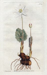 Sanguinaire du Canada - Litografi av Sydenham Edwards (1768-1819), plåt från William Curtis