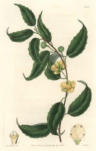 Schisandra har gula blommor, ursprungligen från Nepal - Water forte av S. Watts efter en illustration av Sarah Anne Drake (1803-1857), från Botanical Register av Sydenham Teast Edwards