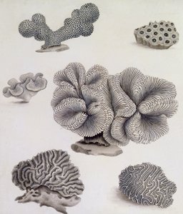 Skal och marin flora (penna, penna, bläck och akvarell) (se även 351985, 351986 och 351987) av Sydenham Teast Edwards