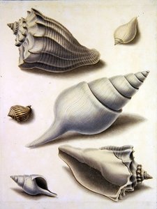 Skal och marin flora (penna, penna, bläck och akvarell på papper) (se även 351984, 351985 och 351987) av Sydenham Teast Edwards