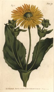 Silphium eller rosinweed, Silphium asteriscus, Polygamia nessaria. Handkolorerad kopparstick av F. Sansom av en botanisk illustration av Sydenham Edwards för William Curtis
