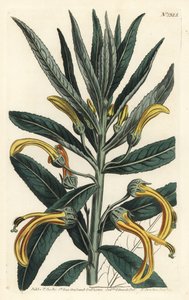 Siphocampylus giganteus, hotad (Gigantisk lobelia, Lobelia gigantea). Handkolorerad kopparstick av F. Sansom Jr. efter en illustration av Sydenham Edwards från William Curtis