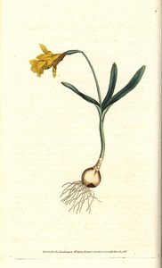 Liten narcissus - Minst påsklilja, Narcissus pseudonarcissus subsp. moll (Narcissus minor). Handkolorerad kopparstick efter en botanisk illustration av James Sowerby från William Curtis