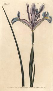 Spansk iris, Iris xiphium. Handkolorerad kopparstick av F. Sansom av en botanisk illustration av Sydenham Edwards för William Curtis