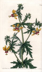 Spicy Poppy - Tallrik graverad av S.Watts, från en illustration av Sarah Anne Drake (1803-1857), från Botanical Register of Sydenham Edwards (1768-1819), England av Sydenham Teast Edwards