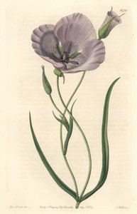 Splendid calochorte (splendid mariposa), infödd i Kalifornien - Satiny calochortus eller splendid mariposa lilja, Calochortus splendens, infödd i Kalifornien - Handkolorerad kopparstick gravyr S. Watts efter en illustration av Miss Drake, från Sydenham Edw av Sydenham Teast Edwards