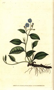 Spring Omphalodes eller Printaniere Little Borage - Krypande navelört, Omphalodes verna (blå navelört, Cynoglossum omphalodes). Handkolorerad kopparstick efter en botanisk illustration av James Sowerby från William Curtis