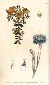Johannesört, Hypericum perforatum, Polyadelphia av Sydenham Teast Edwards