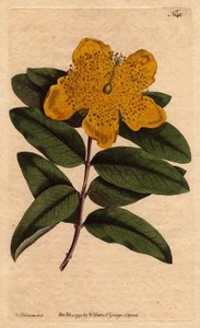 Johannesört med breda gula blommor. Storblommig johannesört med gula blommor. Hypericum calycinum. Handfärgad kopparstick från en botanisk illustration av Sydenham Edwards från William Curtis "" Botanical Magazine"" 1790-1800. av Sydenham Teast Edwards