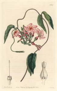 Stellar echite, infödd i Brasilien - Water forte av S. Watts från en illustration av Sarah Anne Drake (1803-1857), från det botaniska registret av Sydenham Teast Edwards