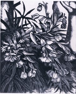 Stinking Hellebore, Natura i Peretania lomia e Collinsswed av Sydenham Teast Edwards