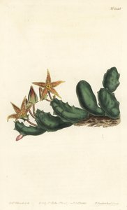 Stisseria geminata (Tvåblommig stapelia, Stapelia geminata). Handkolorerad kopparstick av F. Sansom Jr. efter en illustration av Sydenham Edwards från William Curtis