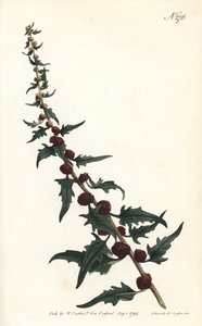 Jordgubbsspinard i baguette - Bladig gåsfot, Chenopodium foliosum (Strawberry blite, Blitum virgatum). Handfärgad kopparstick av Sansom efter en illustration av Sydenham Edwards från William Curtis