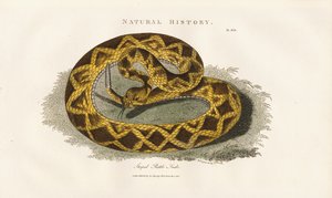 Randig skallerorm av Sydenham Teast Edwards