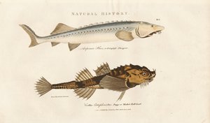 Sturgeon och Pogge av Sydenham Teast Edwards