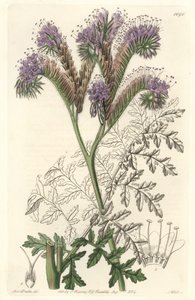 Tansy leaf phacelia, infödd i Kalifornien - Water forte av S. Watts från en illustration av Sarah Anne Drake (1803-1857), från Botanical Register av Sydenham Teast Edwards