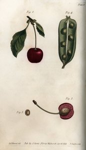 Ärtsäcken (baljväxt) och delen av frukten av körsbär (eller vildkörsbär eller fåglar). Färgad kopparstick, illustration av Sydenham Edwards (1768-1819) för Conferences of Botanical, Botanical Garden of Lambeth (England) av Sydenham Teast Edwards