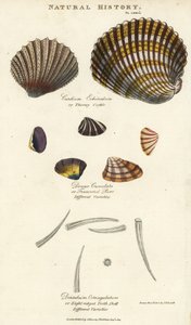 Taggig hjärtmussla, Cardium echinatum, stympad spinna, Donax crenulata och åttakantigt tandskal, Dentalium octangulatum. Handfärgad kopparstick efter Sydenham Edwards från John Mason Goods Pantologia, a New Encyclopedia, G. Kearsley, London av Sydenham Teast Edwards
