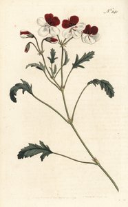 Trefärgad krannäbb, Pelargonium tricolor. Handfärgad kopparstick av Sansom efter en illustration av Sydenham Edwards från William Curtis