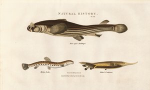 Tre ovanliga fiskarter av Sydenham Teast Edwards