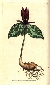 Toadshade eller fastsittande trillium, Trillium sessile. Handkolorerad kopparstick efter en botanisk illustration av James Sowerby från William Curtis