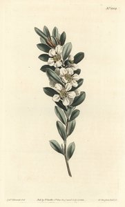Träd en eller australisk myrten - Coastal tea tree, Leptospermum laevigatum (Slät fabricia, Fabricia laevigata). Handfärgad kopparstick av F. Sansom Jr. efter en illustration av Sydenham Edwards från William Curtis
