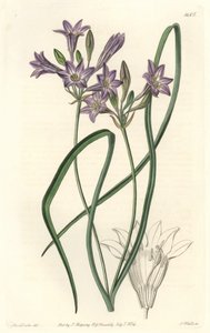 Triteleia ou brodiacea lache - Water forte av S. Watts från en illustration av Sarah Anne Drake (1803-1857), från det botaniska registret av Sydenham Teast Edwards