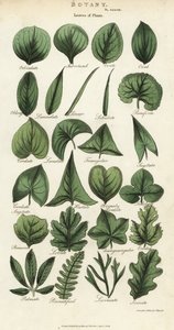 Typer av blad av växter. Handfärgad kopparstick efter Sydenham Edwards från John Mason Goods Pantologia, a New Encyclopedia, G. Kearsley, London av Sydenham Teast Edwards