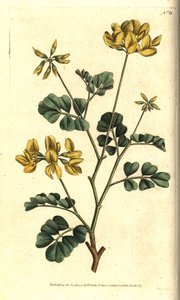 Valencia Coronilla - Scorpion Vicker, Coronilla valentina subsp. glauca (Sjögrön eller dagluktande coronilla, Coronilla glauca). Handkolorerad kopparstick efter en botanisk illustration av Sydenham Edwards från William Curtis
