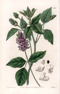 Variete de Psoralea - Graverad tavla av S.Watts, från en illustration av Sarah Anne Drake (1803-1857), från Botanical Register of Sydenham Edwards (1768-1819), England av Sydenham Teast Edwards