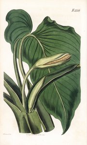 Variete de calla ou arum - Aromatisk calla, Homalomena aromatica (Calla aromatica). Handfärgad kopparstick av Weddell efter en illustration av Sydenham Edwards från Samuel Curtis "" Botanical Magazine,"" London av Sydenham Teast Edwards