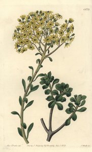 Variete de joubarb - Villous houseleek, Sempervivum villosum. Handkolorerad kopparstick av S. Watts efter en illustration av Miss Sarah Drake från Sydenham Edwards