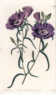 Variete of Clarkia, infödd i Sydamerika Graverad av S.Watts, från en illustration av Sarah Anne Drake (1803-1857), från Botanical Register of Sydenham Edwards (1768-1819), England av Sydenham Teast Edwards