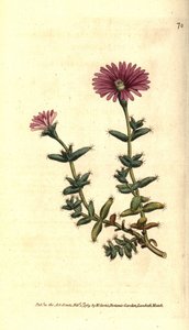 Variety of ficoid - Skäggig fikonblomma, Mesembryanthemum barbarum. Handkolorerad kopparstick efter en botanisk illustration från William Curtis The Botanical Magazine, Lambeth Marsh, London av Sydenham Teast Edwards