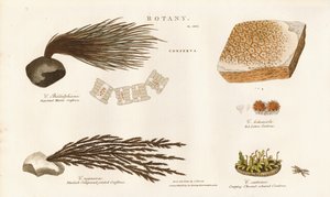 Olika arter av alger (Conferva) av Sydenham Teast Edwards
