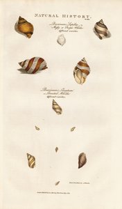 Olika arter av valthornssnäckor av Sydenham Teast Edwards