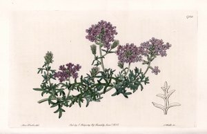 Verbena multifide - graverad av S. Watts, från en illustration av Sarah Anne Drake (1803-1857), från Botanical Register of Sydenham Edwards (1768-1819), England av Sydenham Teast Edwards