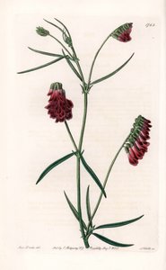 Vesces Variete - Plåt graverad av S.Watts, från en illustration av Sarah Anne Drake (1803-1857), från Botanical Register of Sydenham Edwards (1768-1819), England av Sydenham Teast Edwards