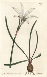 Virginia Amaryllis - Atamasco-lilja, Zephyranthes atamasco (Amaryllis atamasco) - Handkolorerad kopparstick av Sansom efter en illustration av Sydenham Edwards från William Curtis