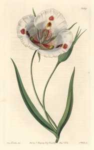Vitblommig calochorte (mariposa), hemma i Kalifornien - Fläckig calochortus eller fjäril mariposa lilja, Calochortus venustus, hemma i Kalifornien - Handkolorerad kopparstick av S. Watts efter en illustration av Miss Drake, från Sydenham Edwa av Sydenham Teast Edwards