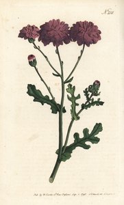 Vild cineraire - Lila jordsel eller ragwort, Senecio elegans. Handfärgad kopparstick av Sansom efter en illustration av Sydenham Edwards från William Curtis